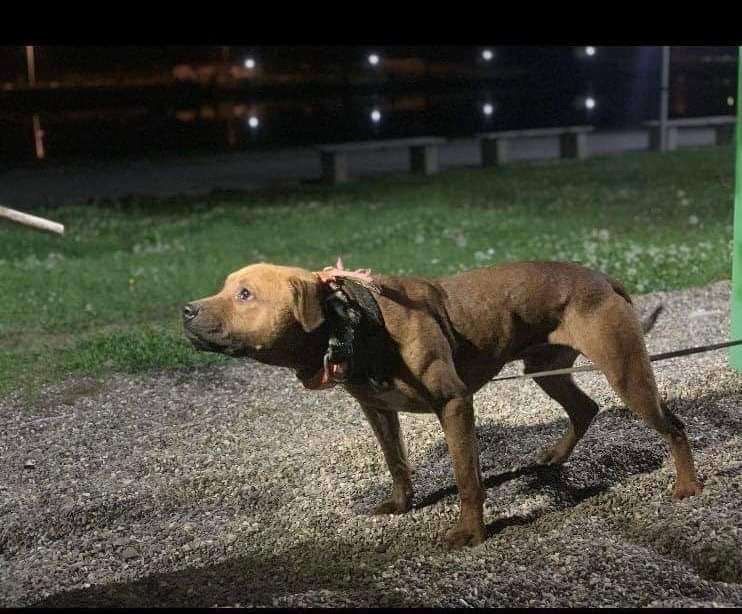 Photo of the dog