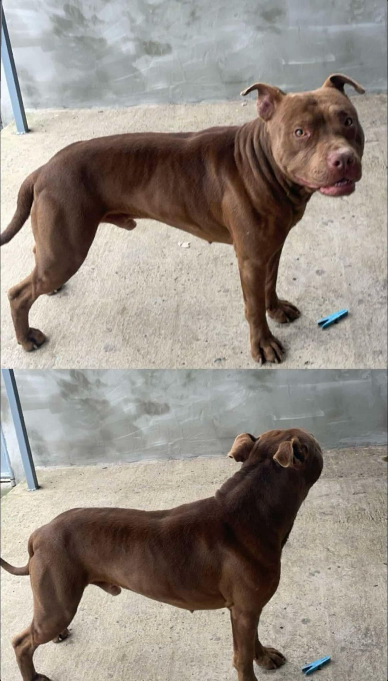 Photo of the dog