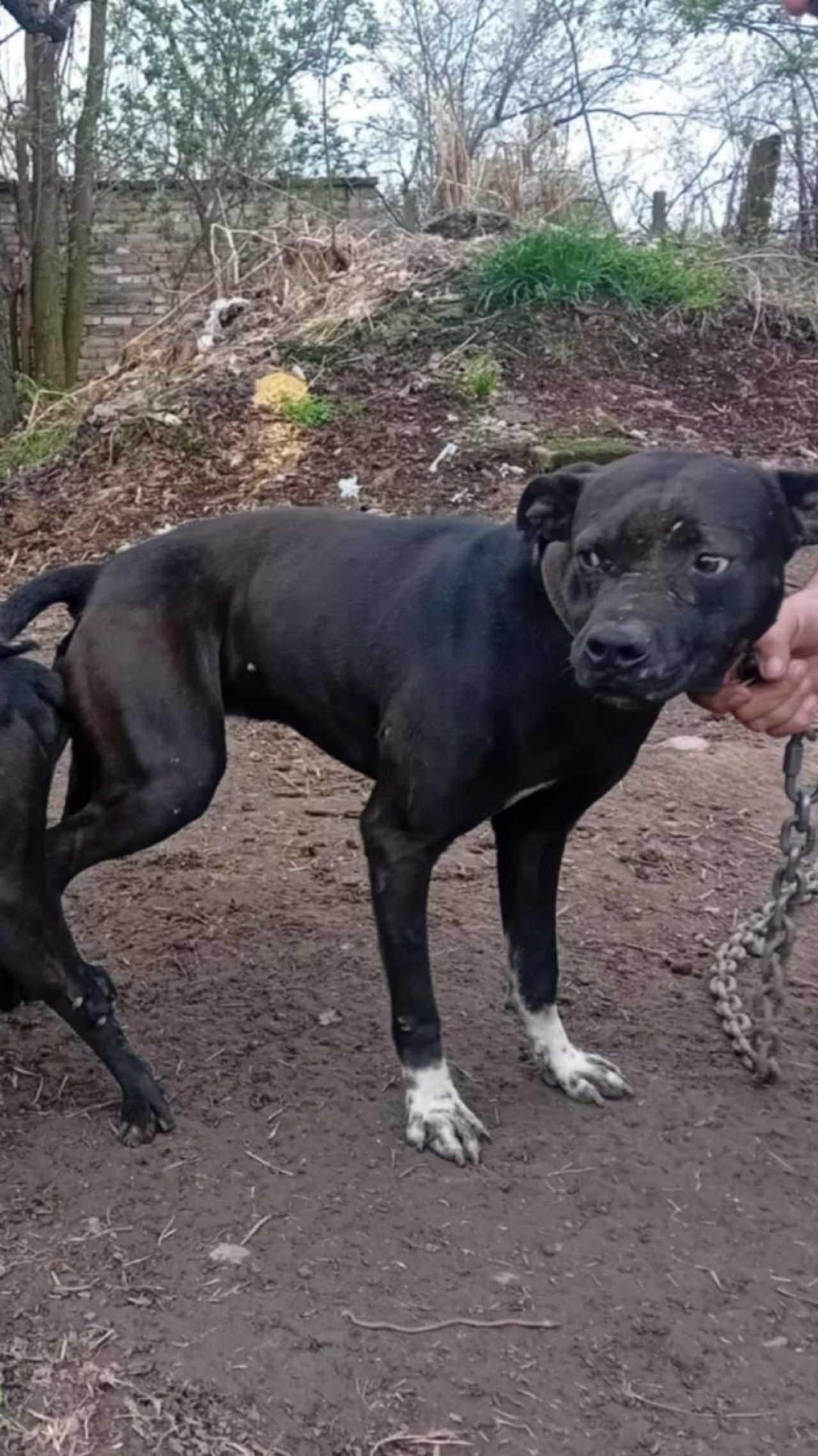Photo of the dog