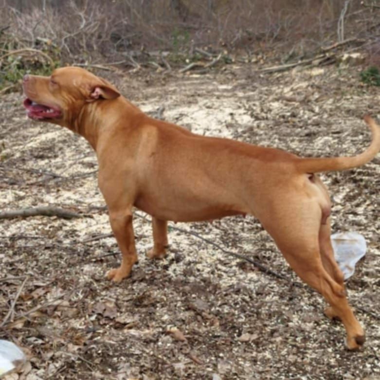 Photo of the dog