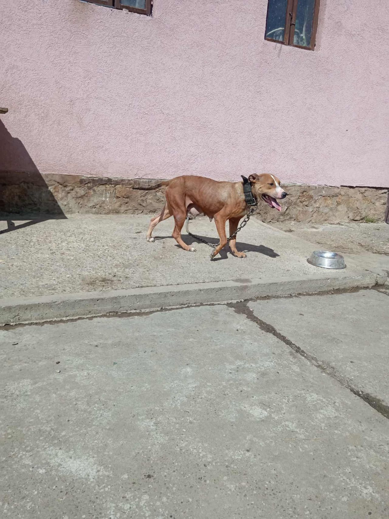 Photo of the dog