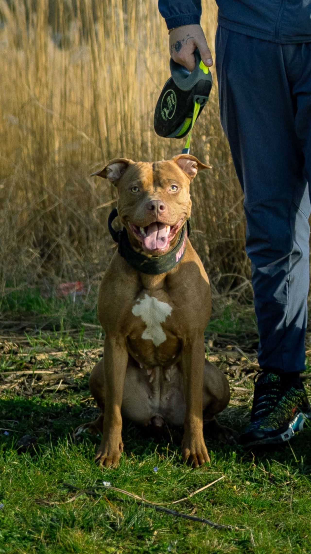 Photo of the dog