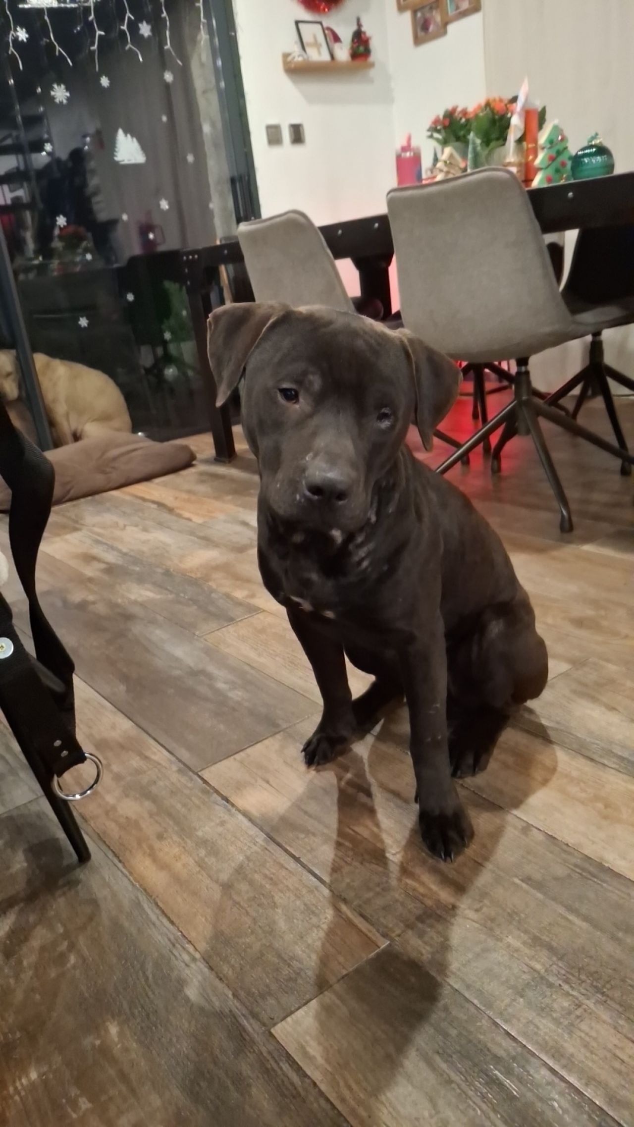 Photo of the dog