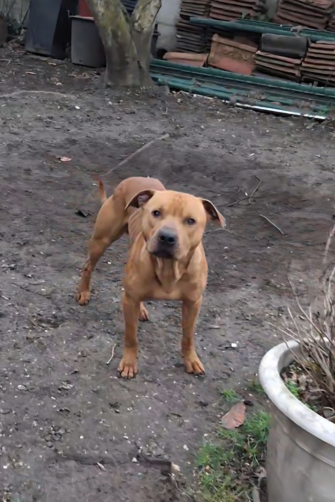 Photo of the dog