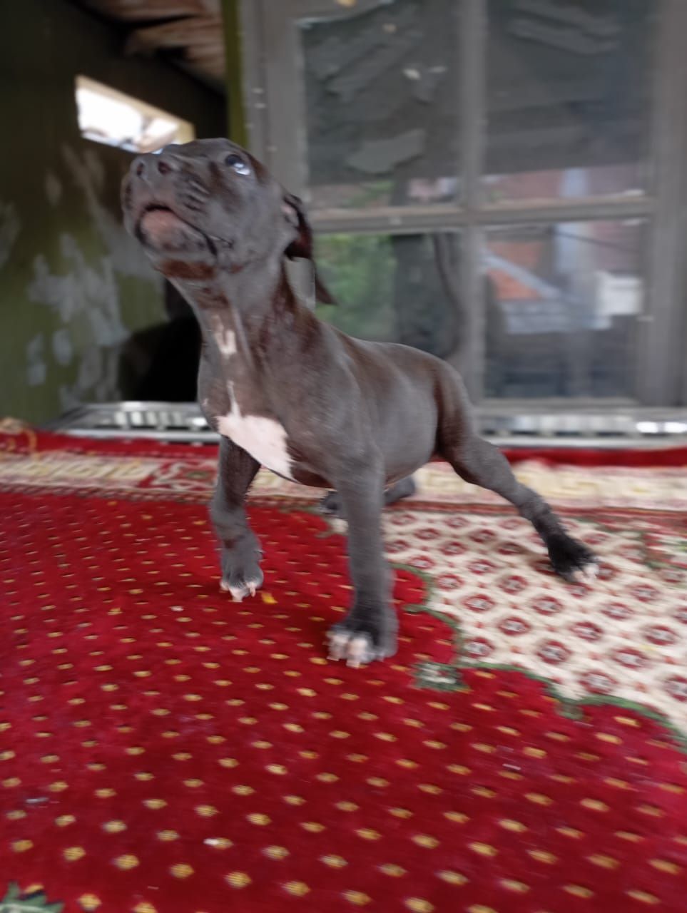 Photo of the dog