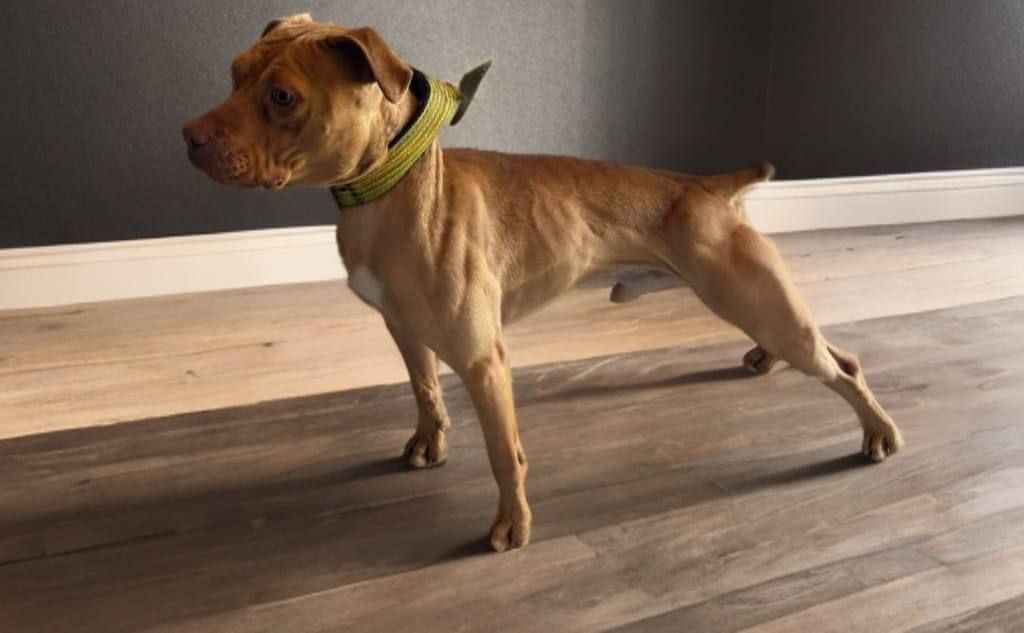 Photo of the dog
