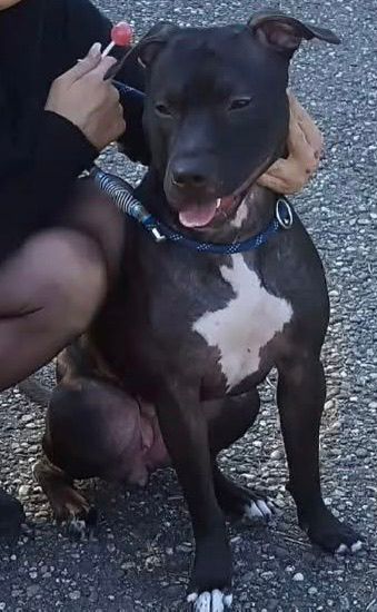 Photo of the dog