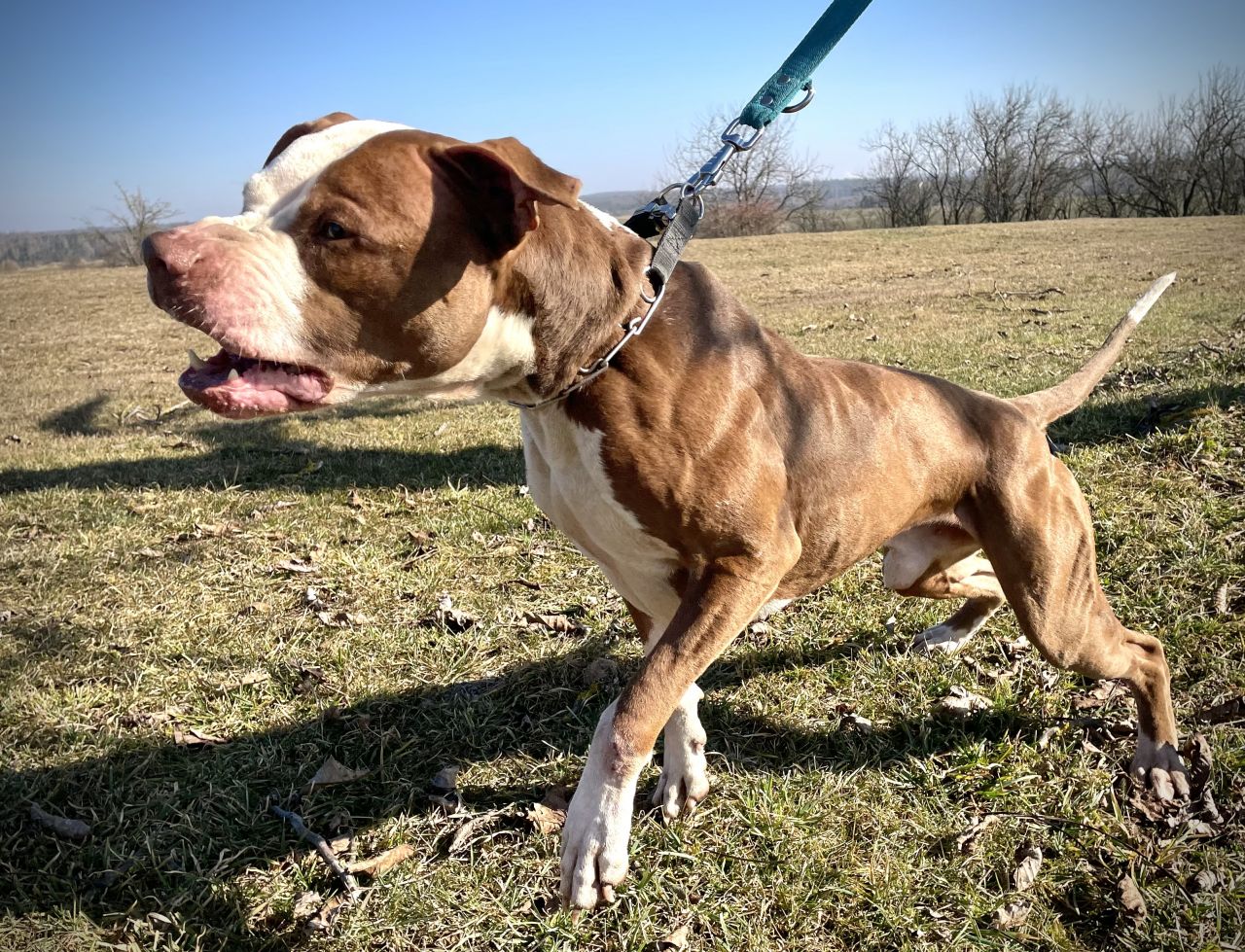 Photo of the dog