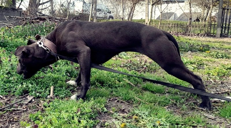 Photo of the dog