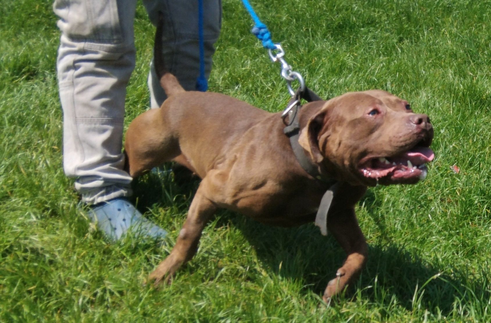Photo of the dog