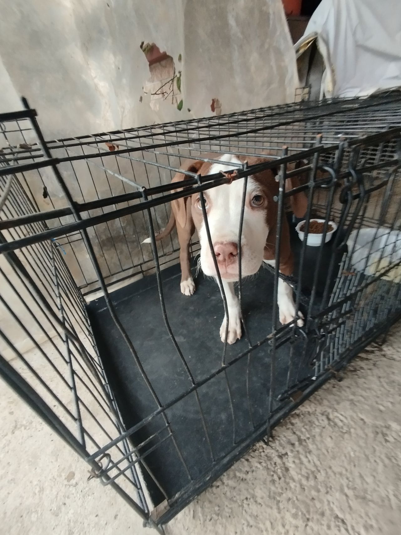 Photo of the dog