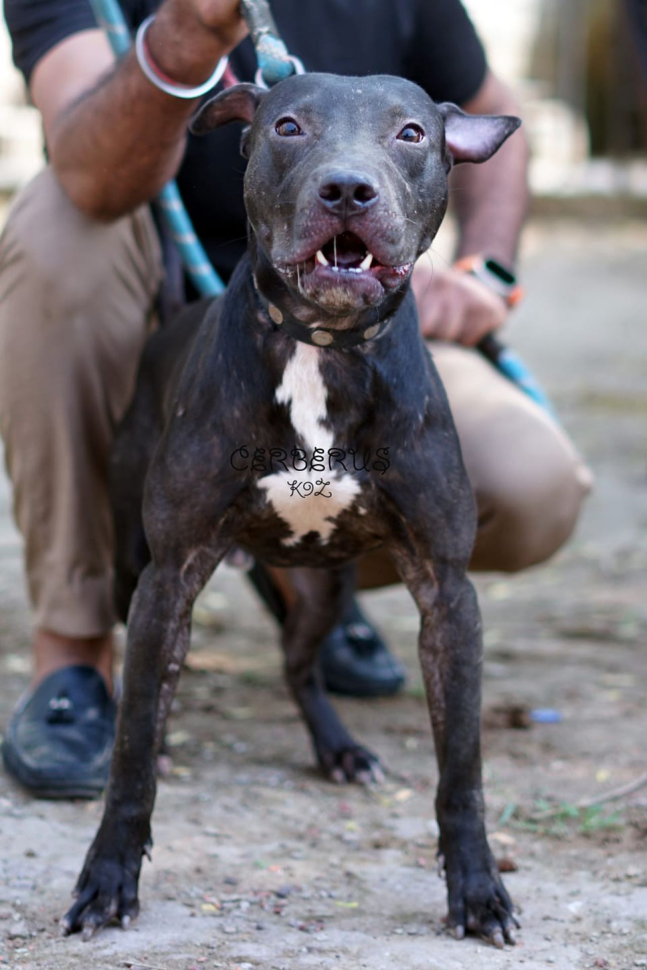 Photo of the dog