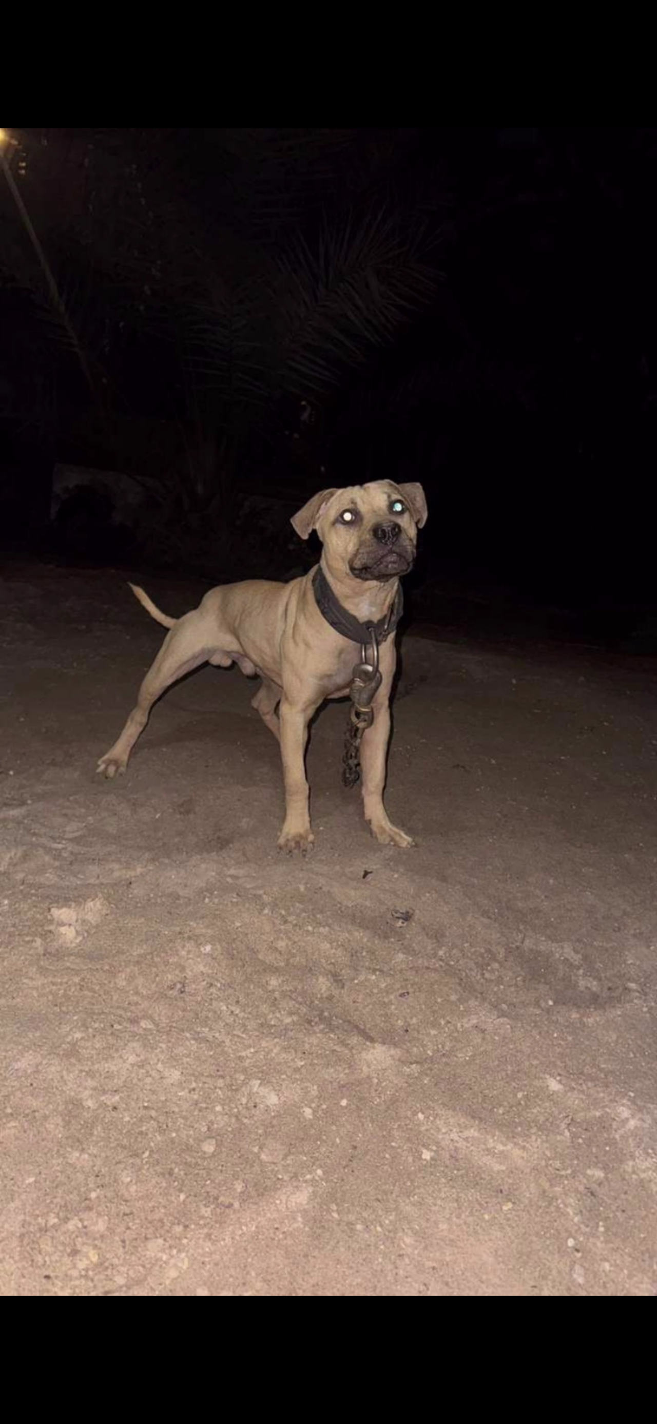 Photo of the dog