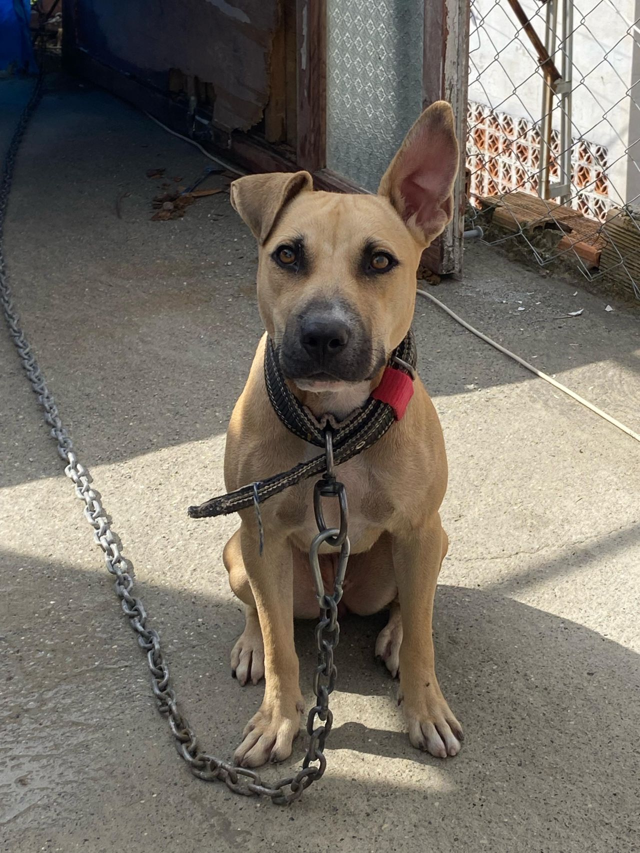 Photo of the dog