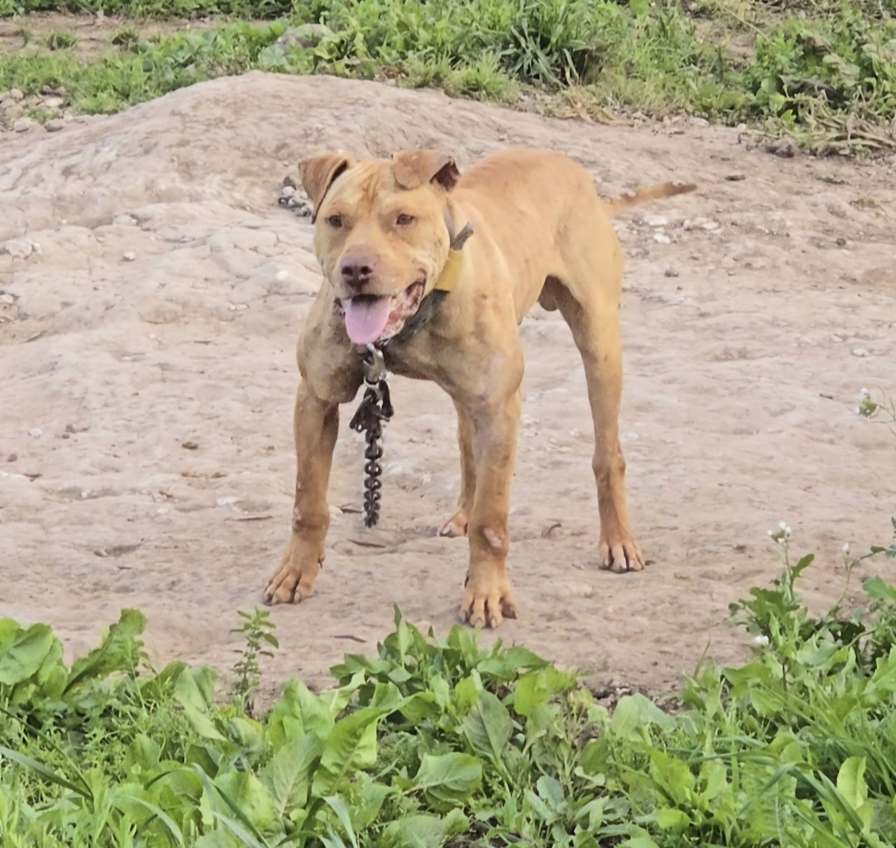 Photo of the dog