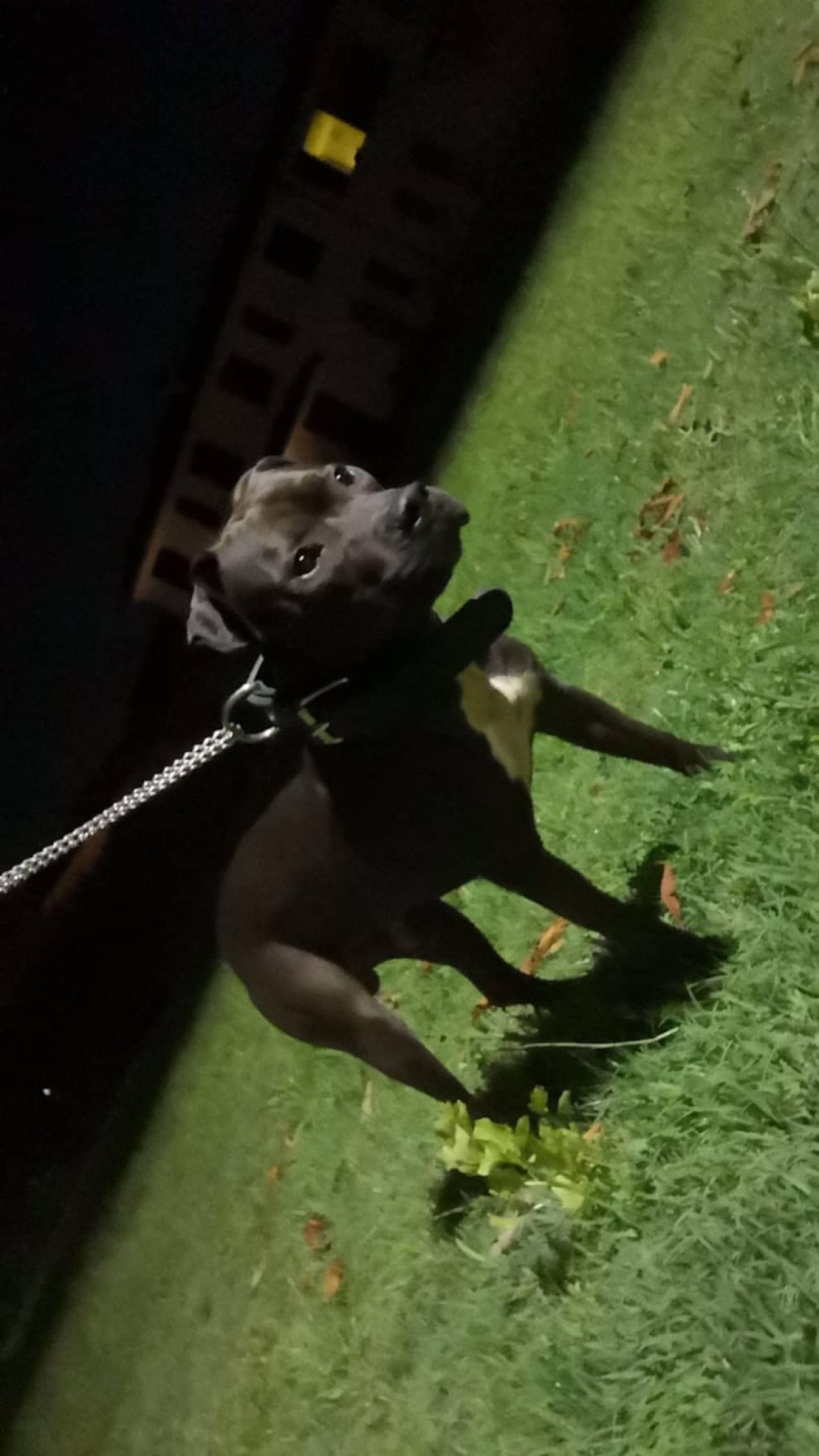 Photo of the dog