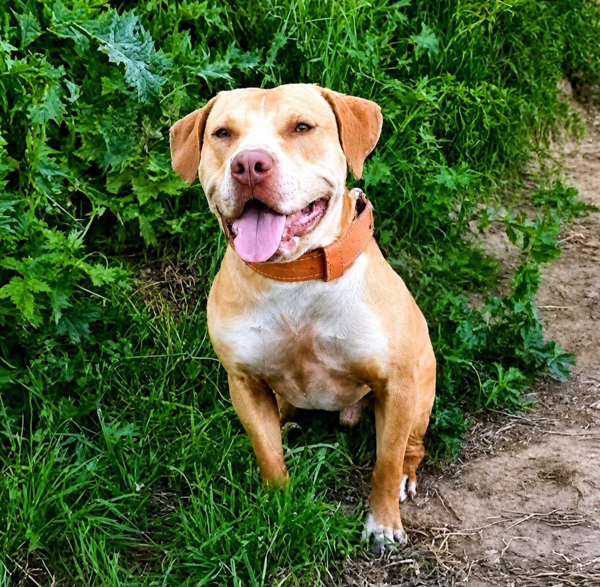 Photo of the dog
