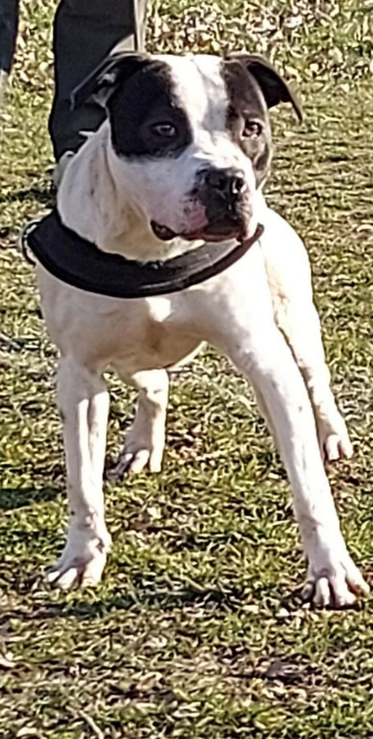 Photo of the dog