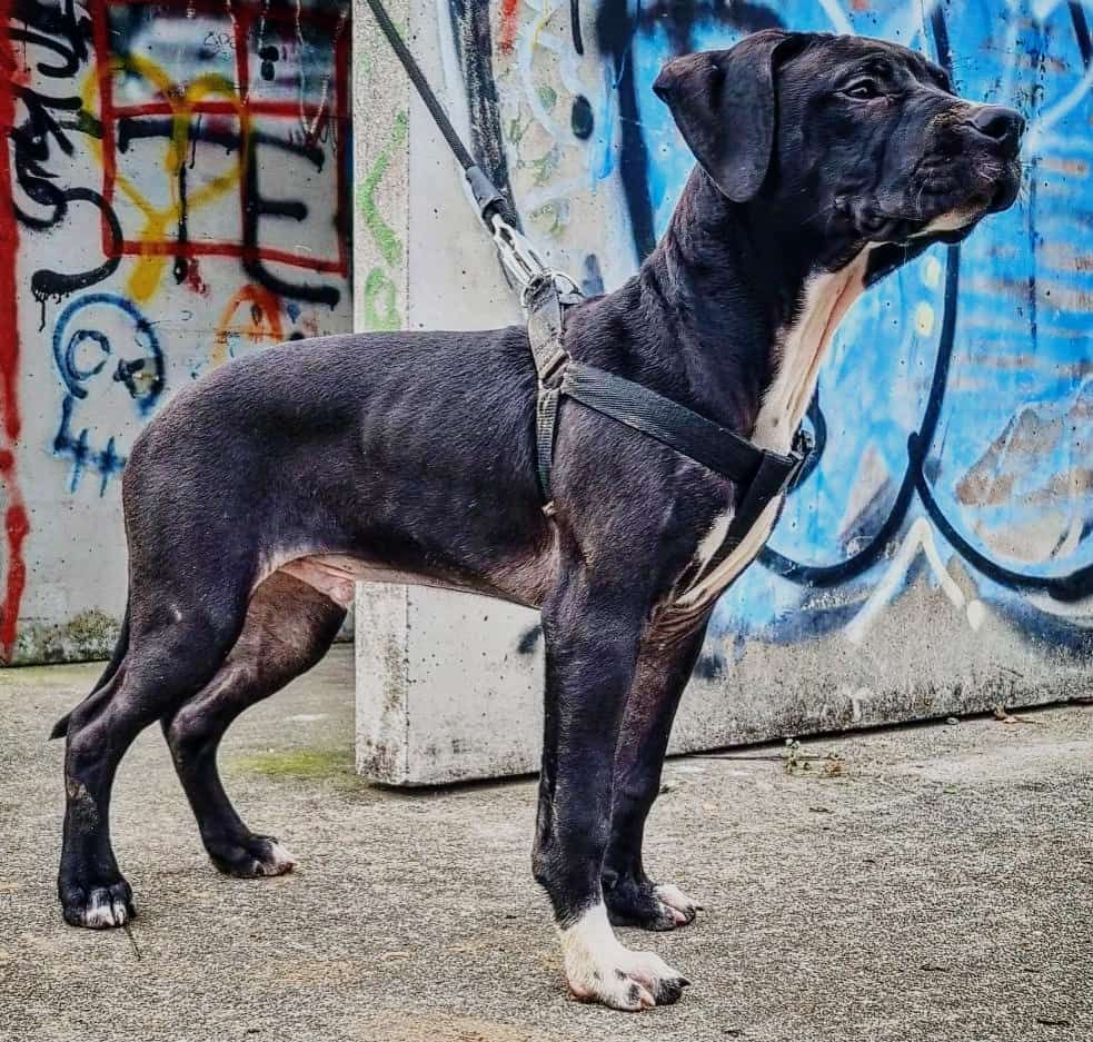 Photo of the dog