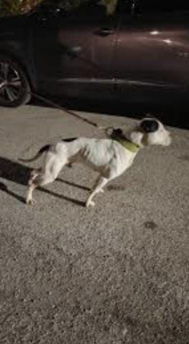 Photo of the dog