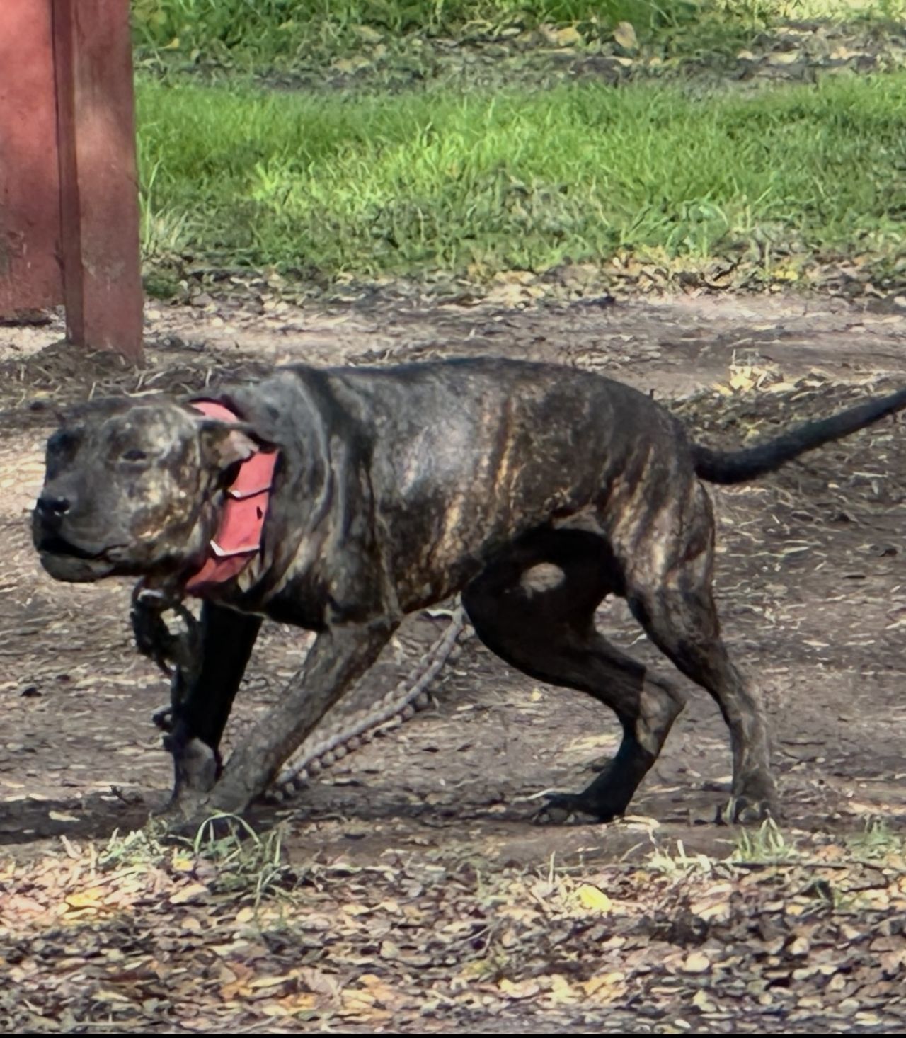 Photo of the dog