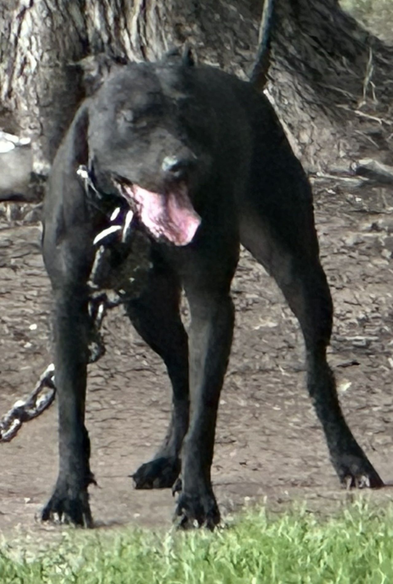 Photo of the dog