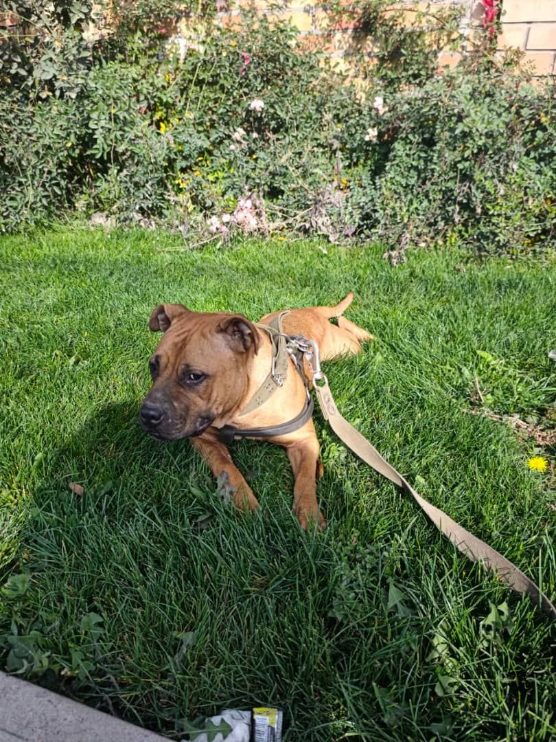 Photo of the dog