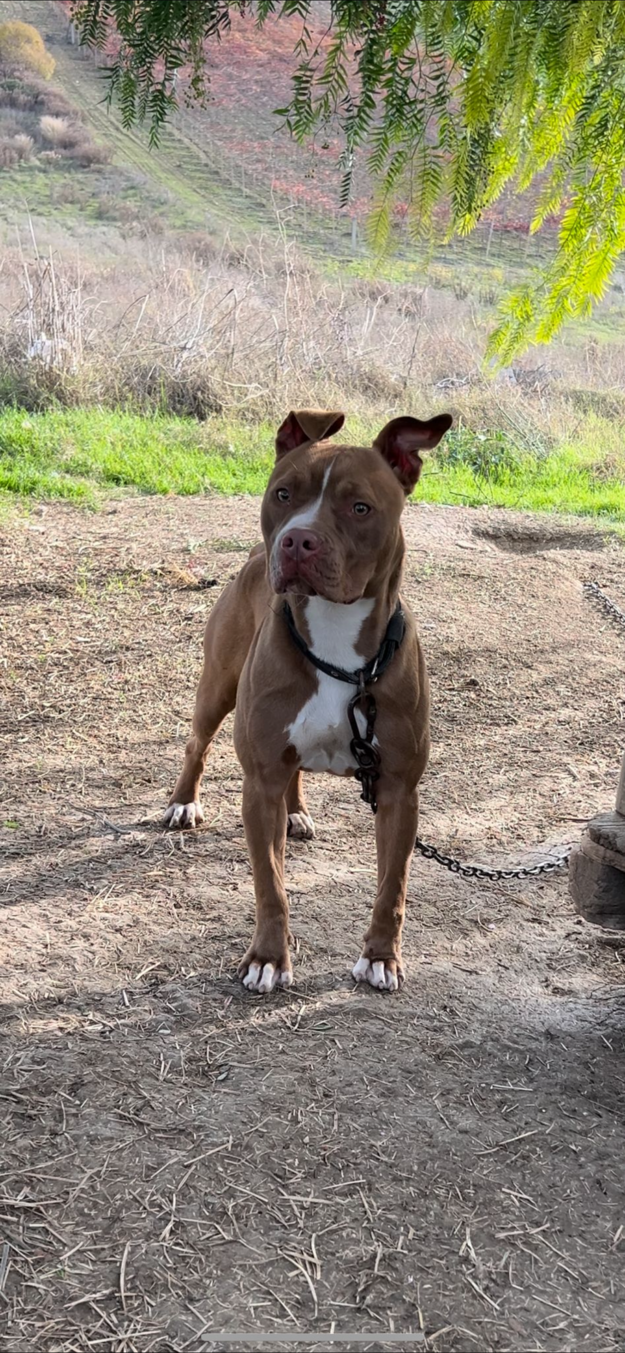 Photo of the dog