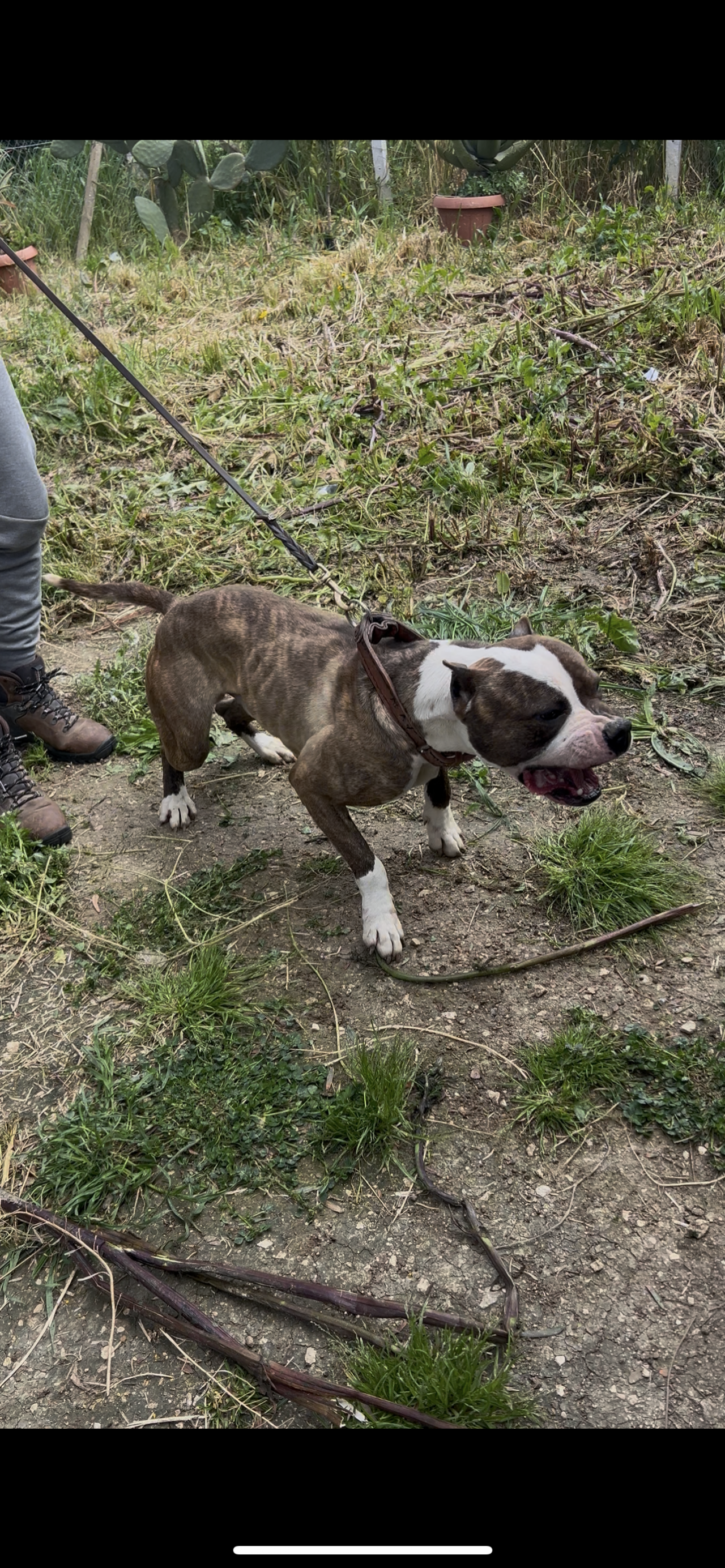 Photo of the dog