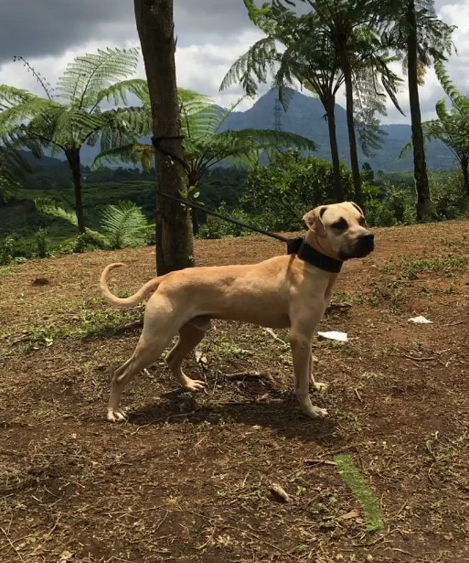 Photo of the dog