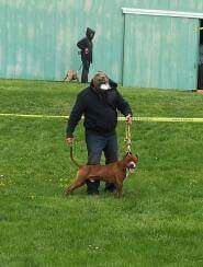 Photo of the dog