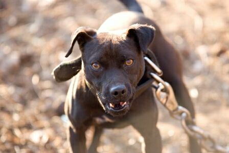 Photo of the dog