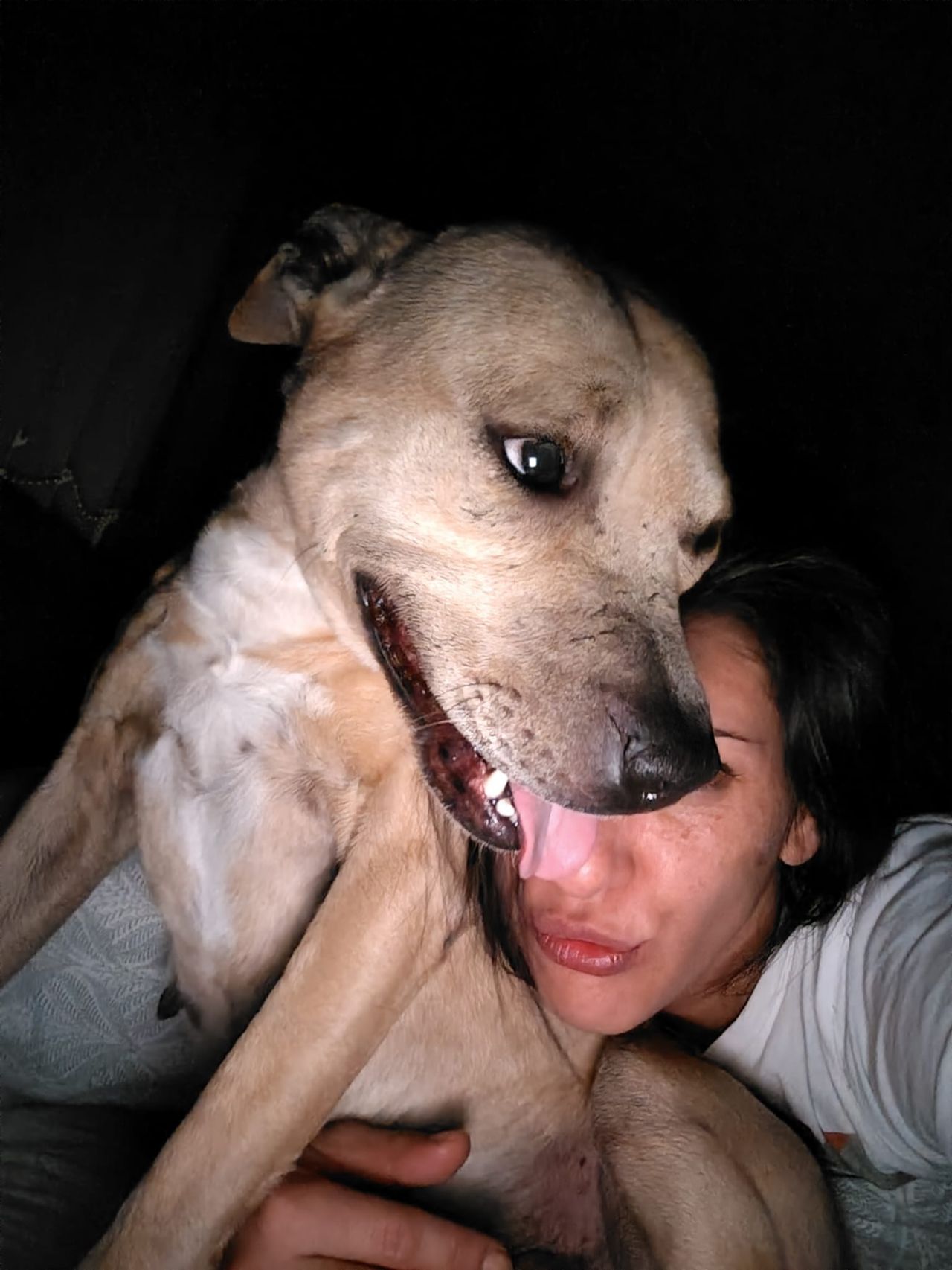 Photo of the dog