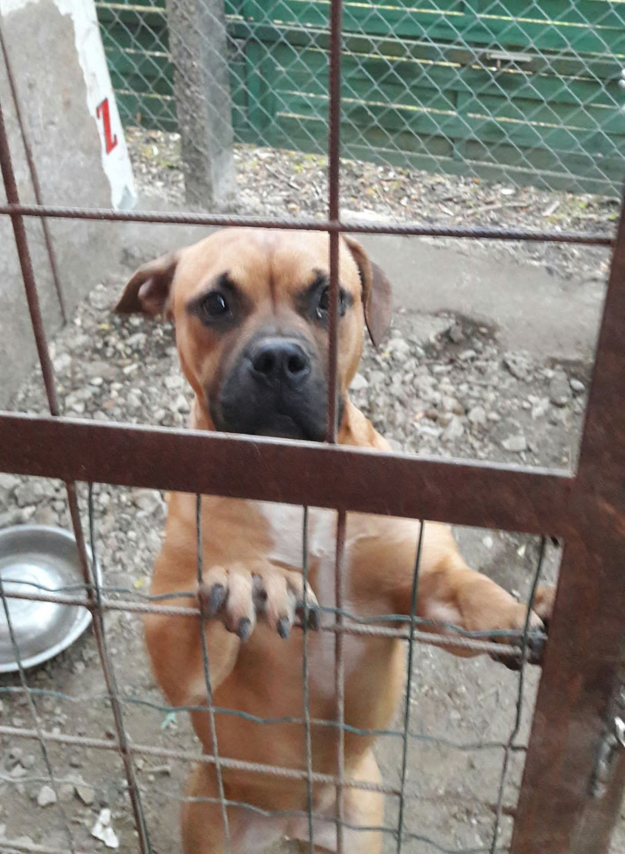 Photo of the dog