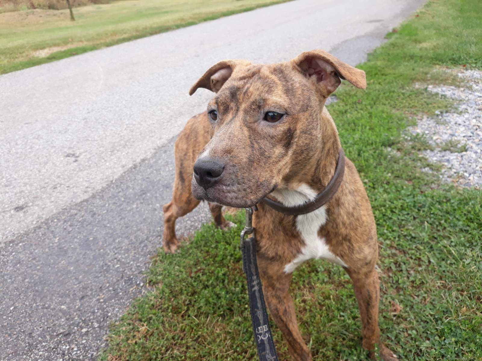 Photo of the dog