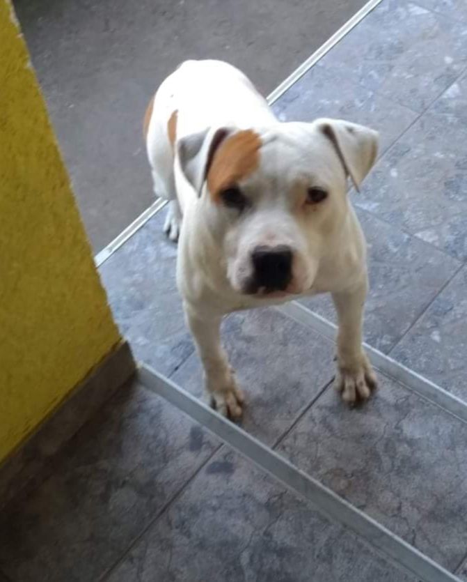 Photo of the dog