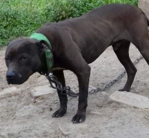 Photo of the dog