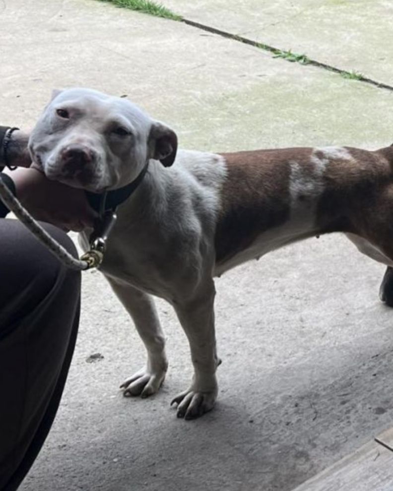 Photo of the dog