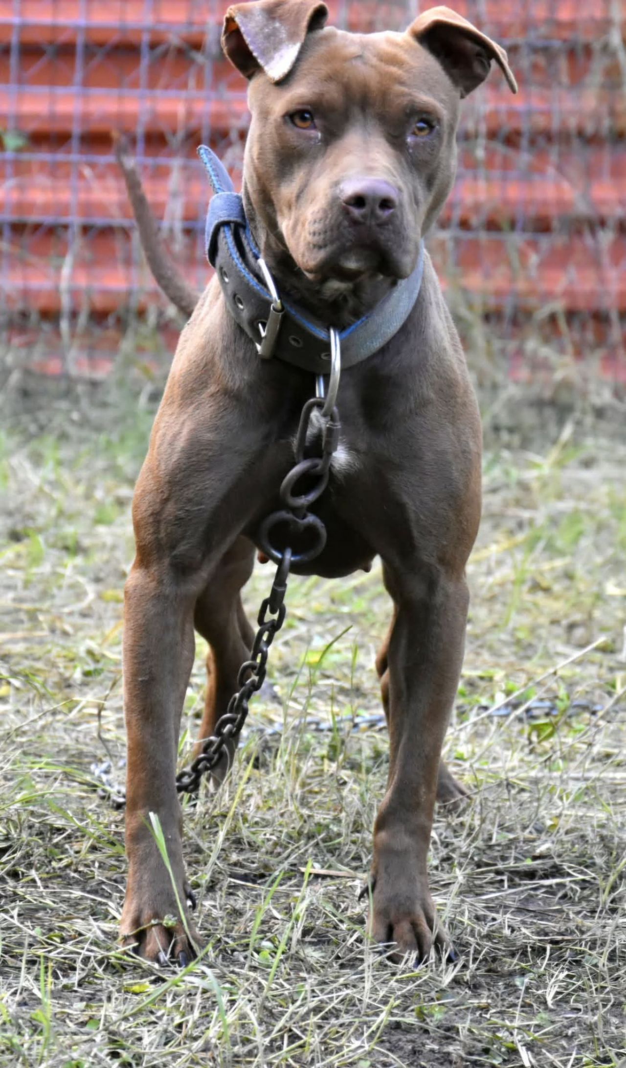 Photo of the dog