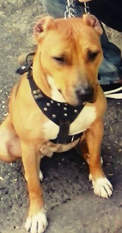 Photo of the dog