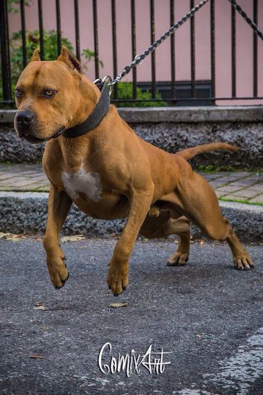 Photo of the dog
