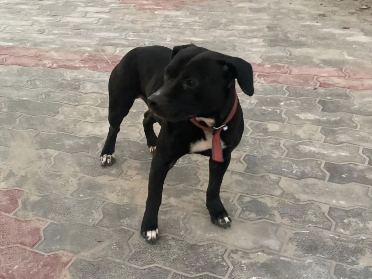 Photo of the dog