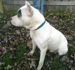 Photo of the dog