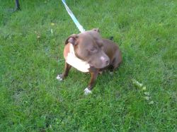 Photo of the dog