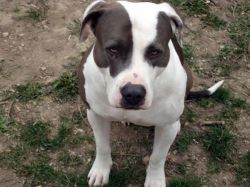 Photo of the dog