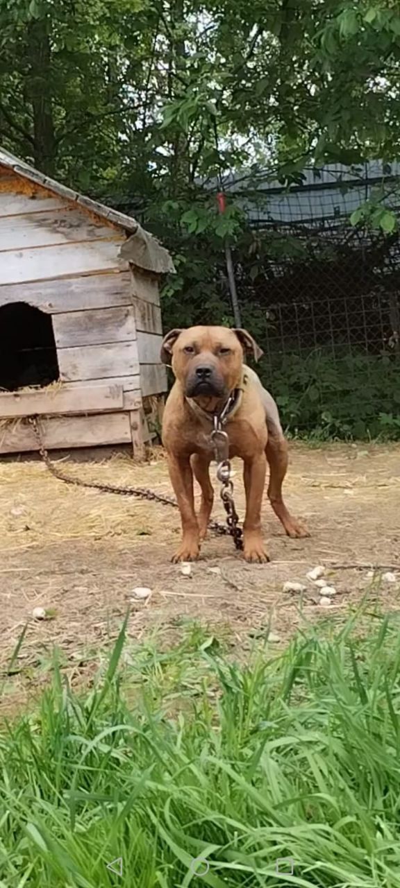 Photo of the dog