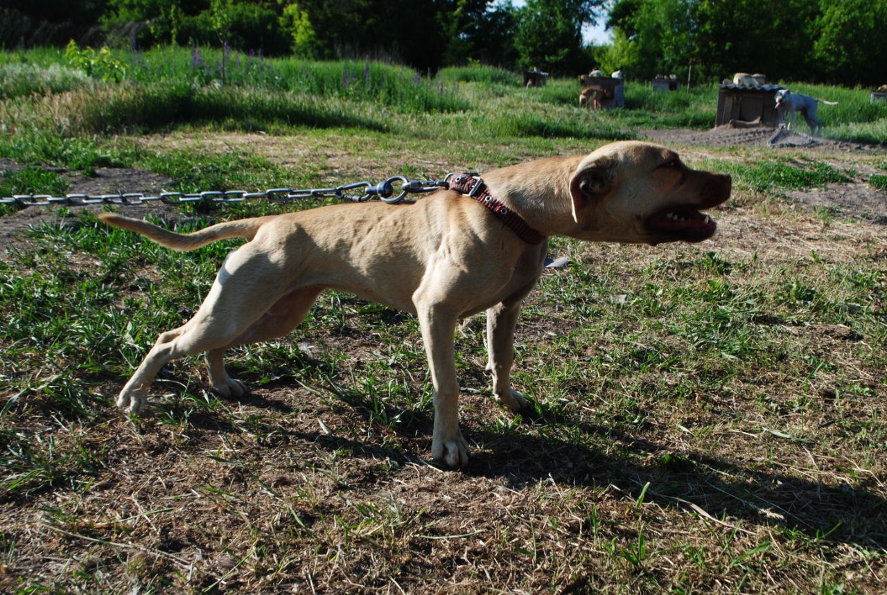 Photo of the dog