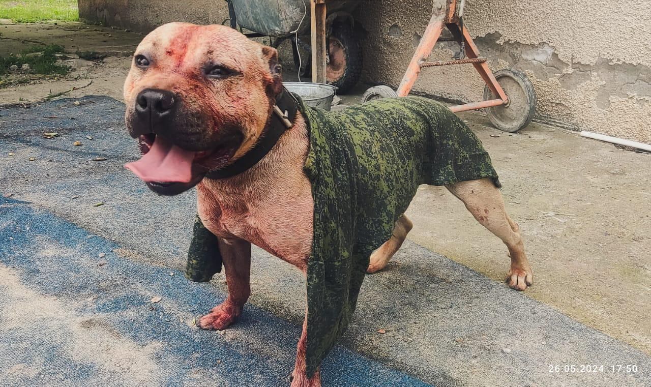 Photo of the dog