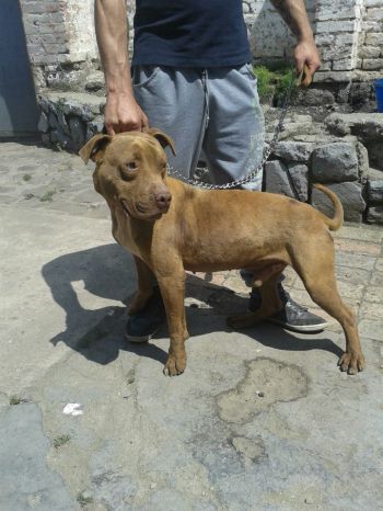 Photo of the dog