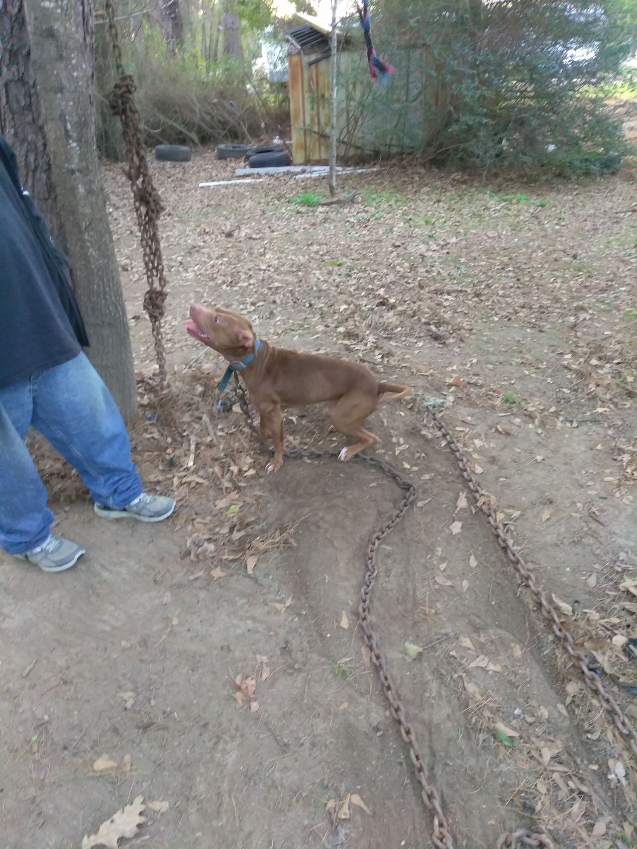 Photo of the dog